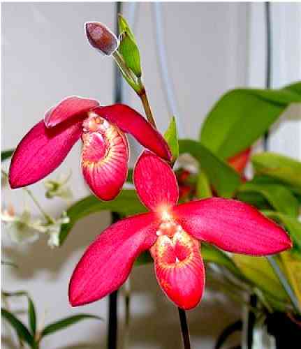 Phragmipedium Memoria Dick Clements